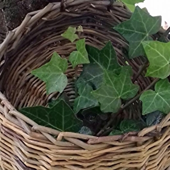 Stage de vannerie  - DECIZE