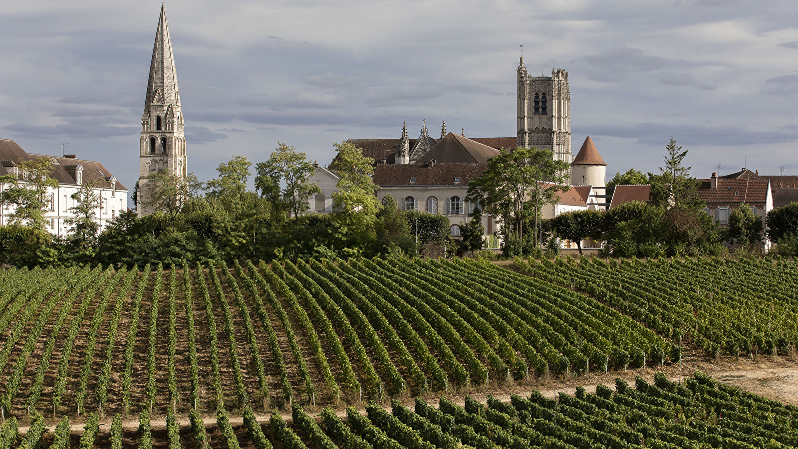 Auxerre, Terre de Vignes