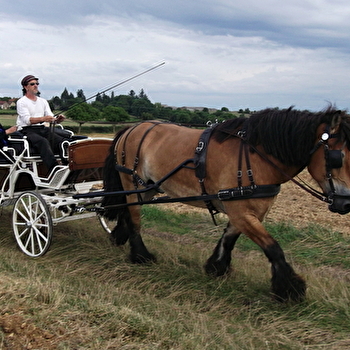 Attelage Randonnée Morvan - SAIZY