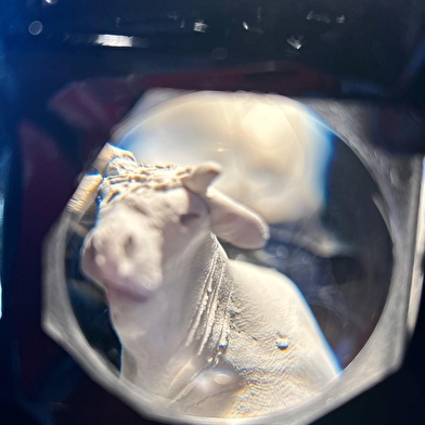 Marguerite - les petites vaches de Belin