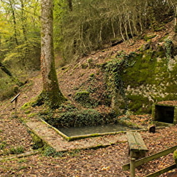 La Buxaie de la fontaine Chamont - BICHES
