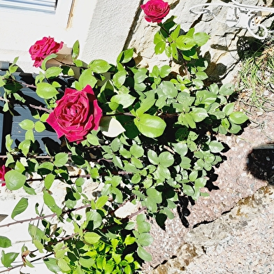 Chez Aline et Sébastien