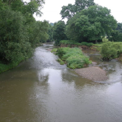 Soirée débat - Entre l'Aron et la Loire : quelle biodiversité dans nos cours d'eau et quels enjeux ?
