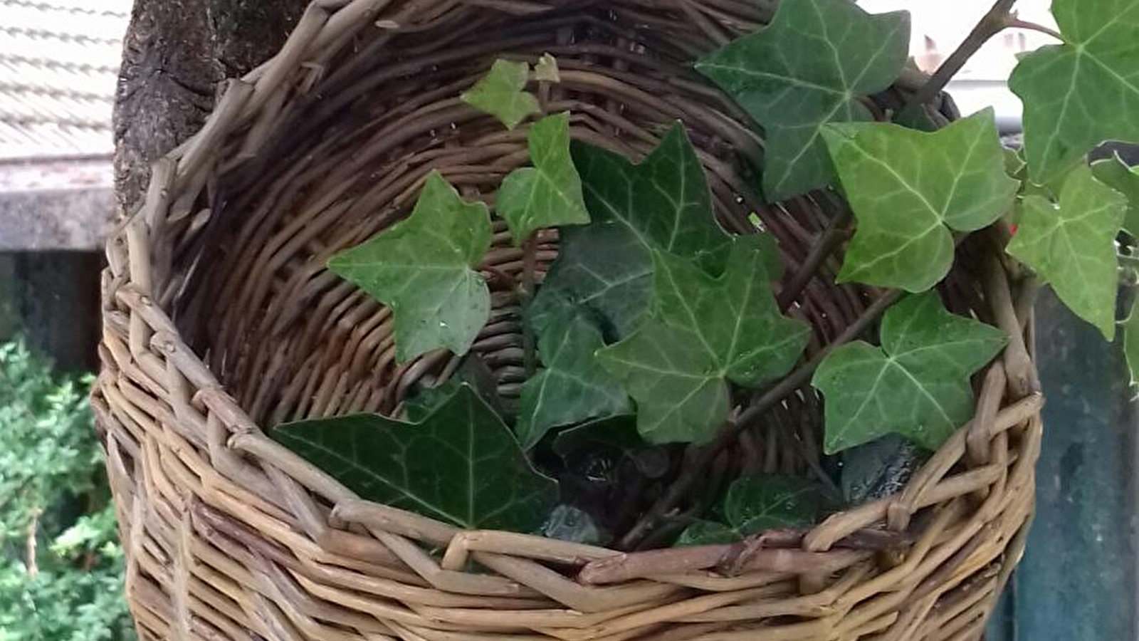 Stage de vannerie 'Hiver et Printemps'