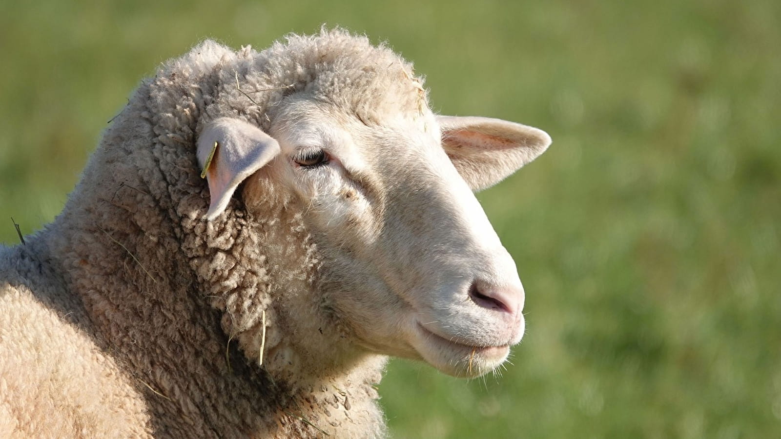 Foire-concours aux ovins