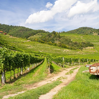 Escapade au coeur des vignobles auxerrois et chablisien