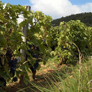 Perdikouris J.M - TANNAY