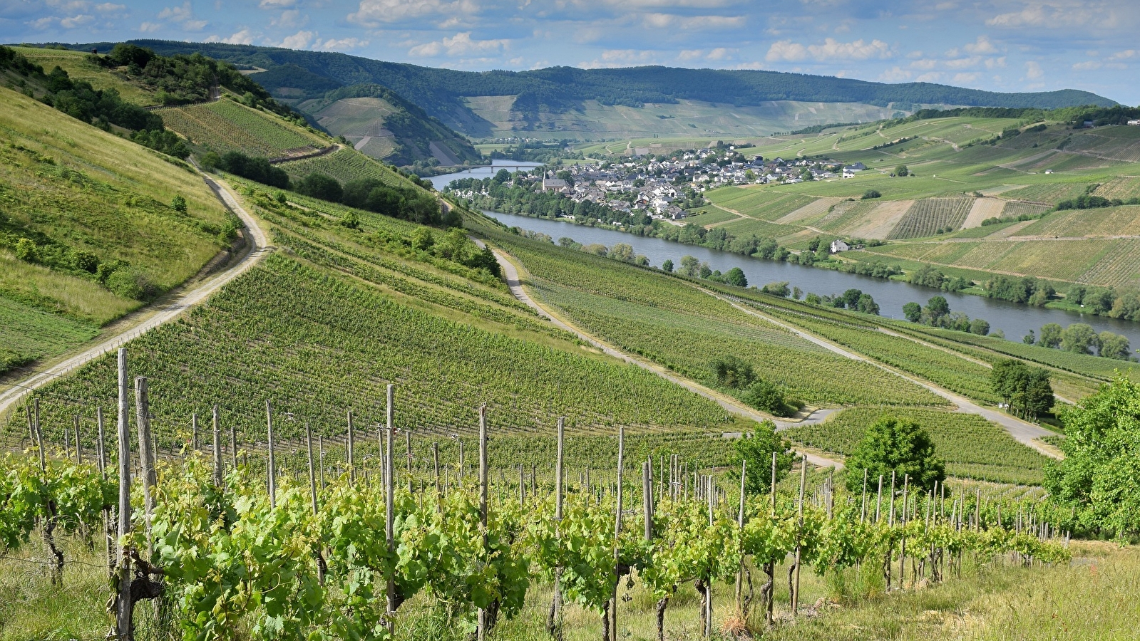 Escapade au coeur des vignobles auxerrois et chablisien