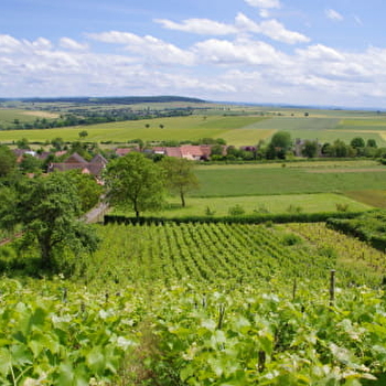 Vignoble de Tannay - TANNAY